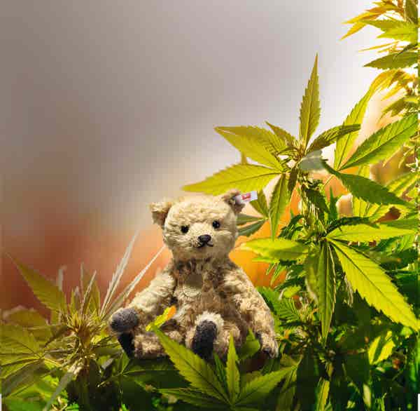 Teddies for Tomorrow Hanna Teddy Bear - Steiff Hong Kong
