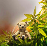 Teddies for Tomorrow Hanna Teddy Bear - Steiff Hong Kong