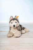 Bernie Husky (33 cm) - Steiff Hong Kong
